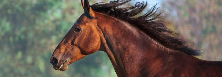 teaserbild hoeveler vitality einstiegsbanner pferdefutter pferd ergaenzungsfutter supplemente